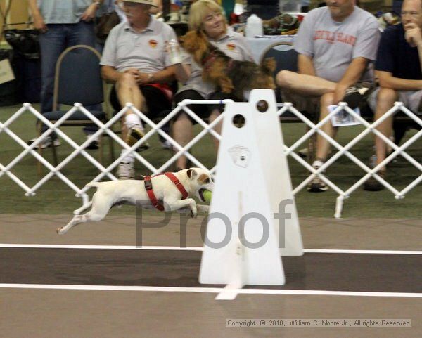IMG_8089.jpg - Dawg Derby Flyball TournementJuly 10, 2010Classic CenterAthens, Ga