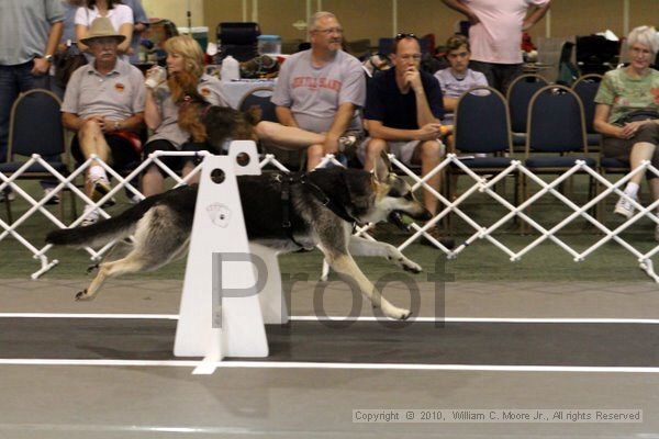 IMG_8092.jpg - Dawg Derby Flyball TournementJuly 10, 2010Classic CenterAthens, Ga