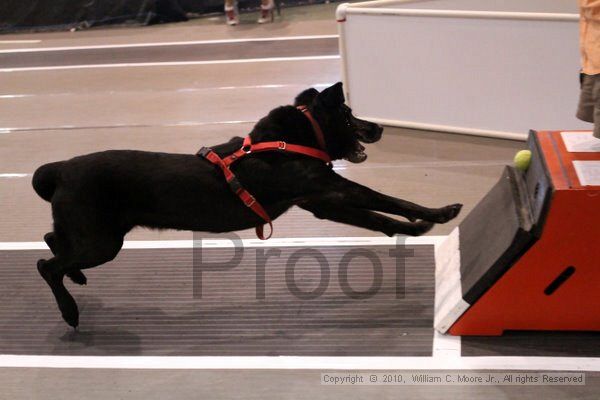 IMG_8108.jpg - Dawg Derby Flyball TournementJuly 10, 2010Classic CenterAthens, Ga
