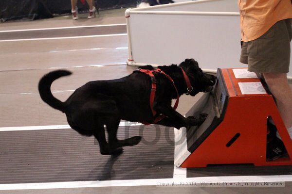 IMG_8109.jpg - Dawg Derby Flyball TournementJuly 10, 2010Classic CenterAthens, Ga