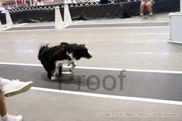 IMG_8116.jpg - Dawg Derby Flyball TournementJuly 10, 2010Classic CenterAthens, Ga