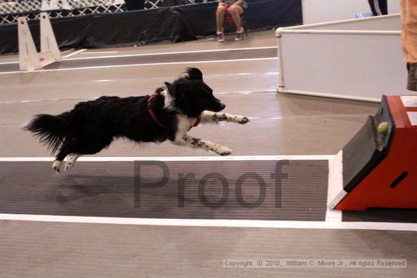 IMG_8117.jpg - Dawg Derby Flyball TournementJuly 10, 2010Classic CenterAthens, Ga