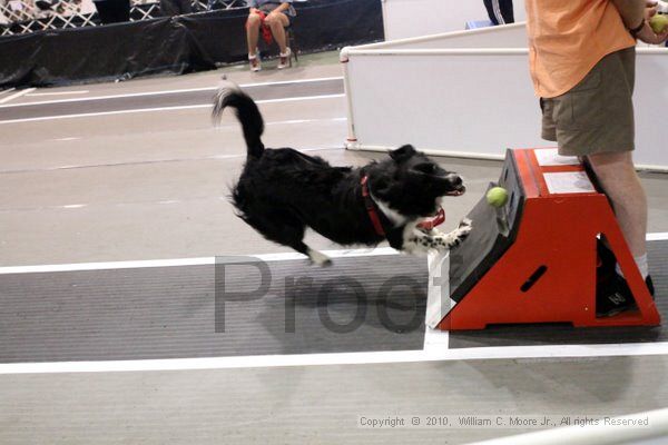 IMG_8118.jpg - Dawg Derby Flyball TournementJuly 10, 2010Classic CenterAthens, Ga