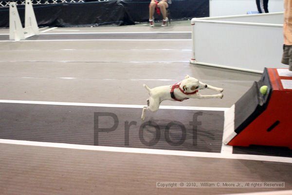 IMG_8121.jpg - Dawg Derby Flyball TournementJuly 10, 2010Classic CenterAthens, Ga