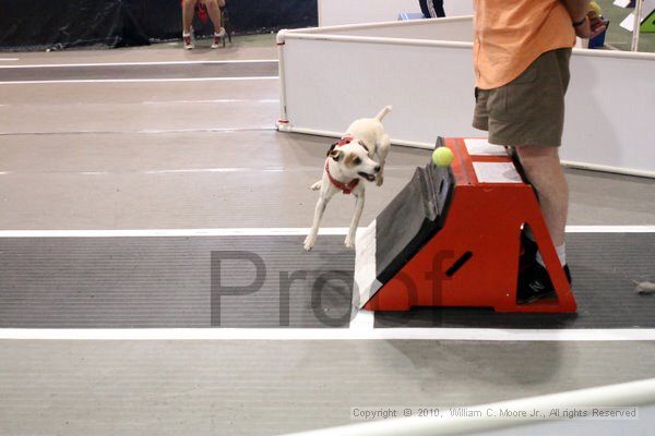 IMG_8124.jpg - Dawg Derby Flyball TournementJuly 10, 2010Classic CenterAthens, Ga