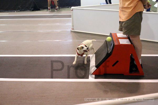 IMG_8125.jpg - Dawg Derby Flyball TournementJuly 10, 2010Classic CenterAthens, Ga