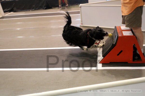 IMG_8130.jpg - Dawg Derby Flyball TournementJuly 10, 2010Classic CenterAthens, Ga