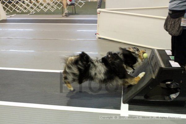 IMG_8140.jpg - Dawg Derby Flyball TournementJuly 10, 2010Classic CenterAthens, Ga