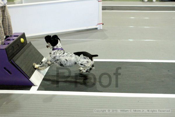 IMG_8178.jpg - Dawg Derby Flyball TournementJuly 10, 2010Classic CenterAthens, Ga