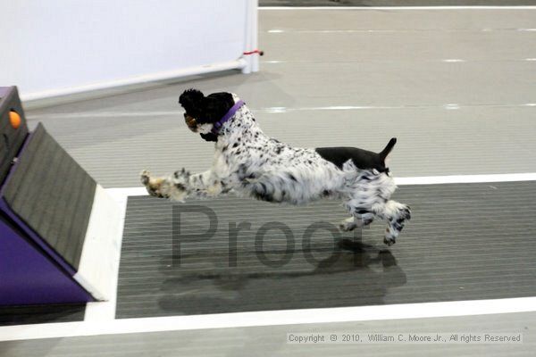 IMG_8188.jpg - Dawg Derby Flyball TournementJuly 10, 2010Classic CenterAthens, Ga