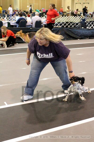 IMG_8194.jpg - Dawg Derby Flyball TournementJuly 10, 2010Classic CenterAthens, Ga