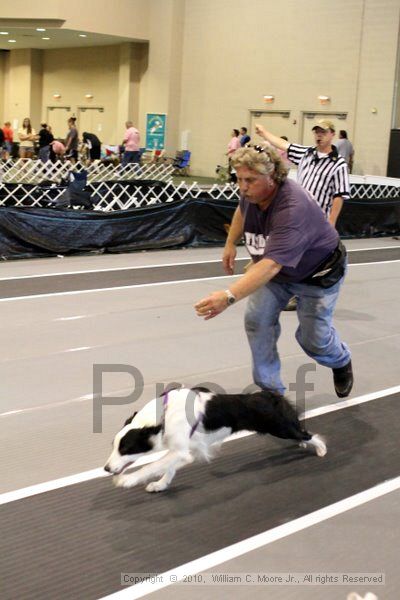 IMG_8195.jpg - Dawg Derby Flyball TournementJuly 10, 2010Classic CenterAthens, Ga