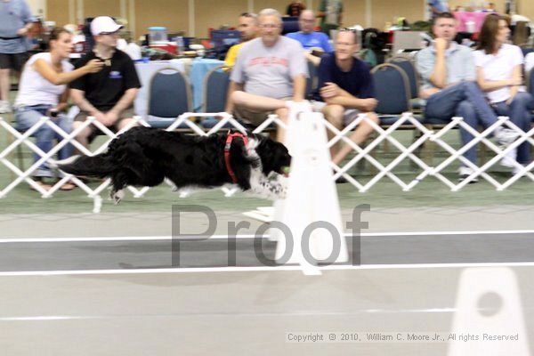 IMG_8200.jpg - Dawg Derby Flyball TournementJuly 10, 2010Classic CenterAthens, Ga