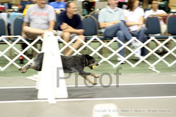 IMG_8207.jpg - Dawg Derby Flyball TournementJuly 10, 2010Classic CenterAthens, Ga