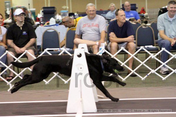 IMG_8209.jpg - Dawg Derby Flyball TournementJuly 10, 2010Classic CenterAthens, Ga