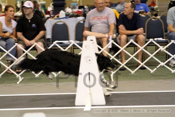 IMG_8210.jpg - Dawg Derby Flyball TournementJuly 10, 2010Classic CenterAthens, Ga