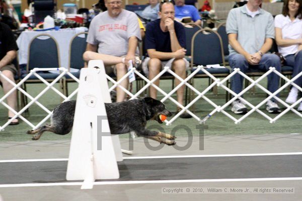 IMG_8214.jpg - Dawg Derby Flyball TournementJuly 10, 2010Classic CenterAthens, Ga