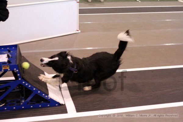 IMG_8220.jpg - Dawg Derby Flyball TournementJuly 10, 2010Classic CenterAthens, Ga