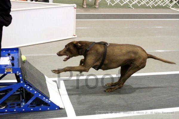 IMG_8224.jpg - Dawg Derby Flyball TournementJuly 10, 2010Classic CenterAthens, Ga