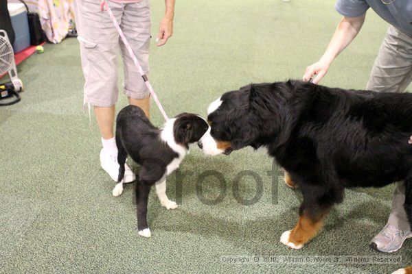 IMG_8226.jpg - Dawg Derby Flyball TournementJuly 10, 2010Classic CenterAthens, Ga