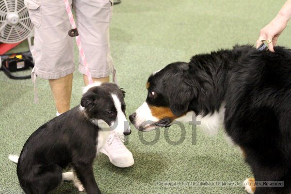 IMG_8230.jpg - Dawg Derby Flyball TournementJuly 10, 2010Classic CenterAthens, Ga