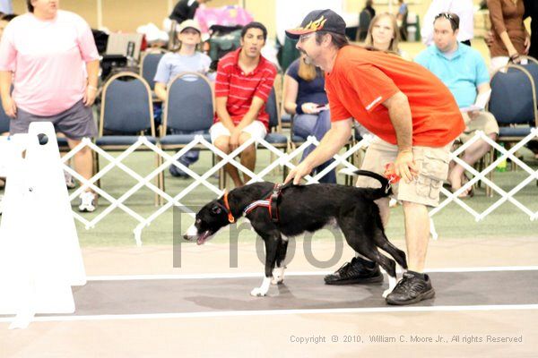 IMG_8233.jpg - Dawg Derby Flyball TournementJuly 10, 2010Classic CenterAthens, Ga