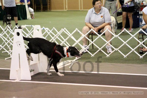 IMG_8236.jpg - Dawg Derby Flyball TournementJuly 10, 2010Classic CenterAthens, Ga