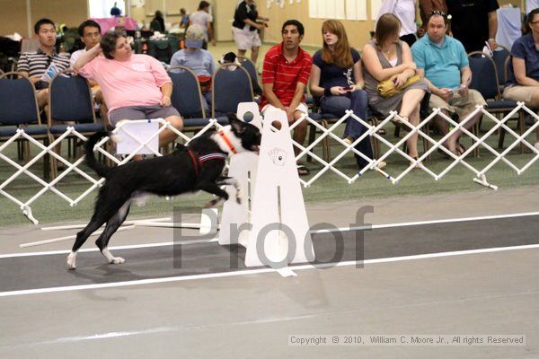 IMG_8238.jpg - Dawg Derby Flyball TournementJuly 10, 2010Classic CenterAthens, Ga