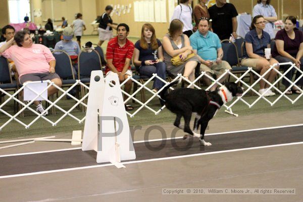 IMG_8239.jpg - Dawg Derby Flyball TournementJuly 10, 2010Classic CenterAthens, Ga