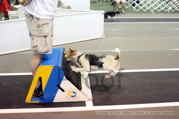 IMG_8245.jpg - Dawg Derby Flyball TournementJuly 10, 2010Classic CenterAthens, Ga