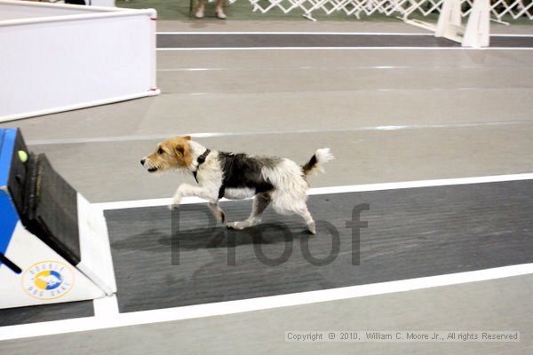 IMG_8246.jpg - Dawg Derby Flyball TournementJuly 10, 2010Classic CenterAthens, Ga