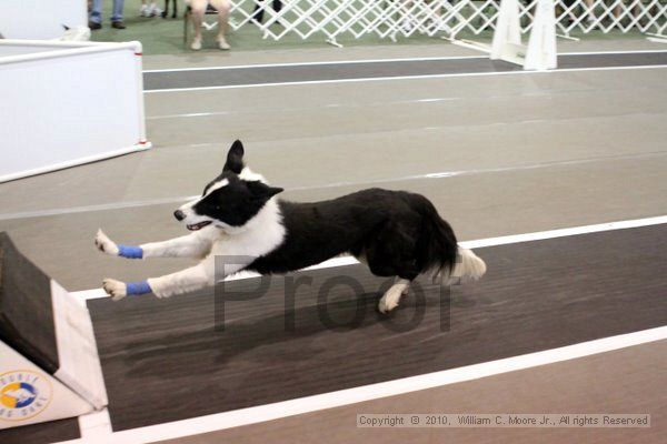 IMG_8249.jpg - Dawg Derby Flyball TournementJuly 10, 2010Classic CenterAthens, Ga