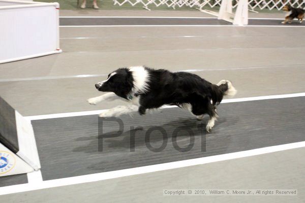 IMG_8253.jpg - Dawg Derby Flyball TournementJuly 10, 2010Classic CenterAthens, Ga