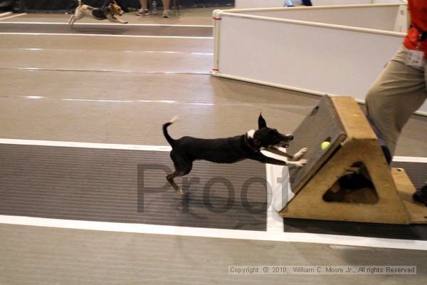 IMG_8259.jpg - Dawg Derby Flyball TournementJuly 10, 2010Classic CenterAthens, Ga