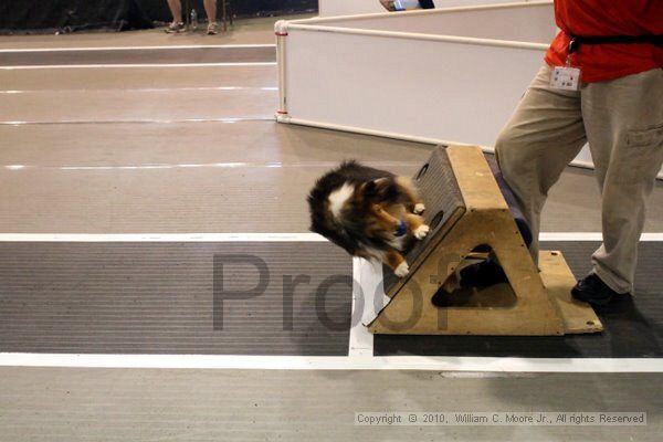 IMG_8265.jpg - Dawg Derby Flyball TournementJuly 10, 2010Classic CenterAthens, Ga