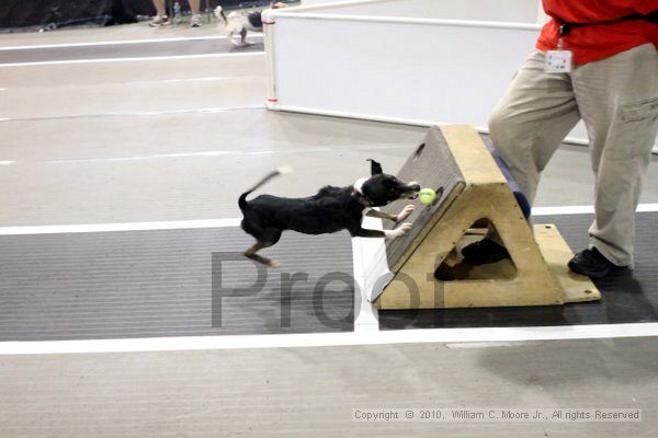 IMG_8269.jpg - Dawg Derby Flyball TournementJuly 10, 2010Classic CenterAthens, Ga