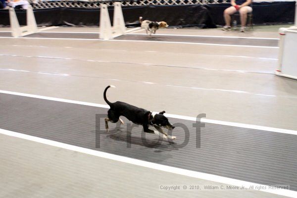 IMG_8271.jpg - Dawg Derby Flyball TournementJuly 10, 2010Classic CenterAthens, Ga