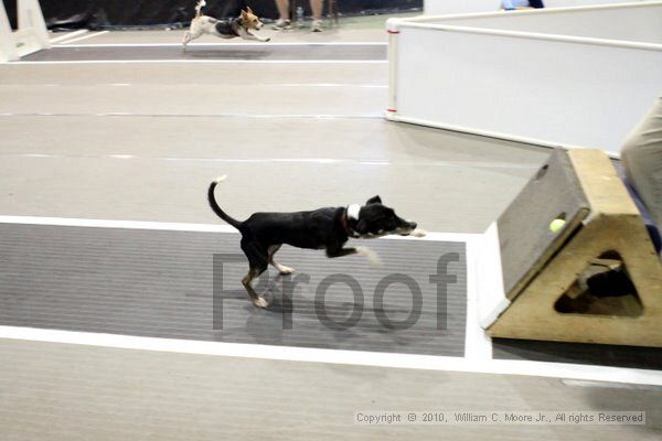 IMG_8272.jpg - Dawg Derby Flyball TournementJuly 10, 2010Classic CenterAthens, Ga