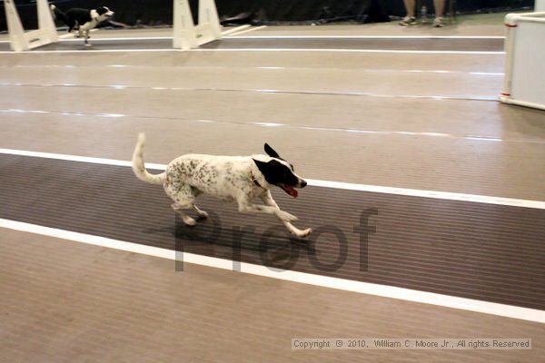 IMG_8274.jpg - Dawg Derby Flyball TournementJuly 10, 2010Classic CenterAthens, Ga