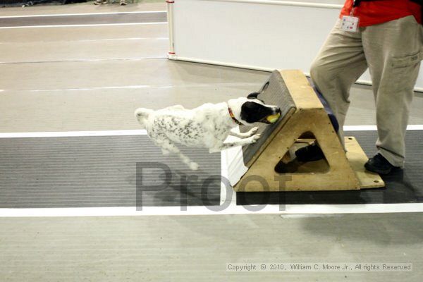 IMG_8276.jpg - Dawg Derby Flyball TournementJuly 10, 2010Classic CenterAthens, Ga