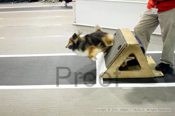 IMG_8282.jpg - Dawg Derby Flyball TournementJuly 10, 2010Classic CenterAthens, Ga