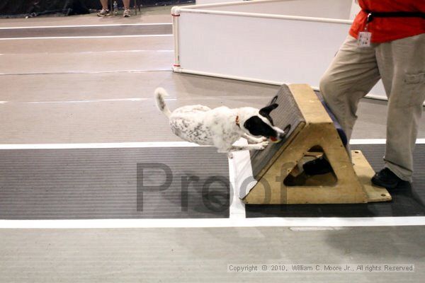 IMG_8289.jpg - Dawg Derby Flyball TournementJuly 10, 2010Classic CenterAthens, Ga