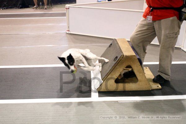 IMG_8290.jpg - Dawg Derby Flyball TournementJuly 10, 2010Classic CenterAthens, Ga