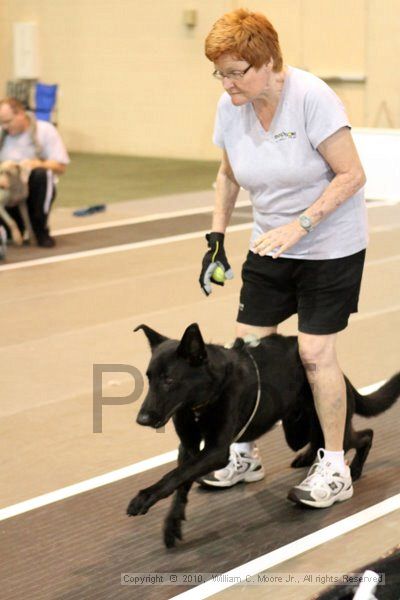 IMG_8299.jpg - Dawg Derby Flyball TournementJuly 10, 2010Classic CenterAthens, Ga