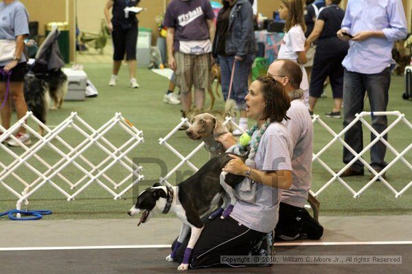 IMG_8303.jpg - Dawg Derby Flyball TournementJuly 10, 2010Classic CenterAthens, Ga