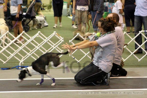 IMG_8304.jpg - Dawg Derby Flyball TournementJuly 10, 2010Classic CenterAthens, Ga