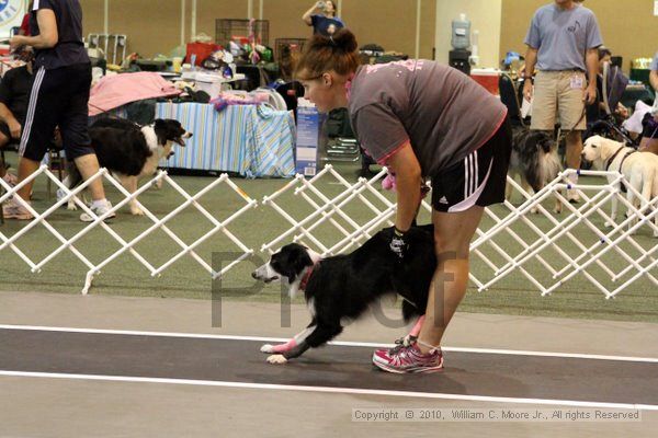 IMG_8308.jpg - Dawg Derby Flyball TournementJuly 10, 2010Classic CenterAthens, Ga