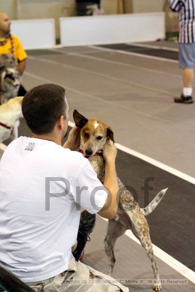 IMG_8313.jpg - Dawg Derby Flyball TournementJuly 10, 2010Classic CenterAthens, Ga