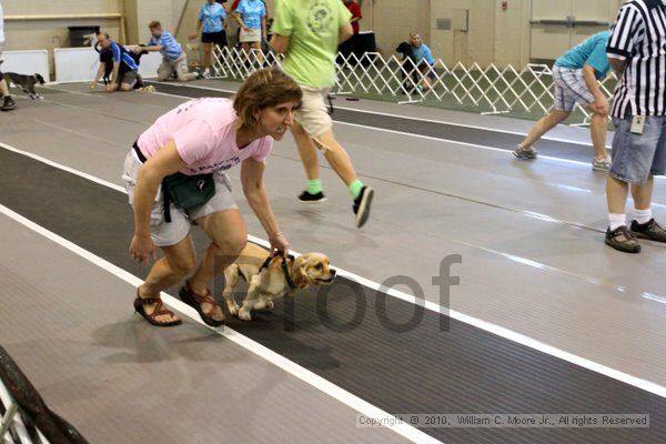 IMG_8320.jpg - Dawg Derby Flyball TournementJuly 10, 2010Classic CenterAthens, Ga