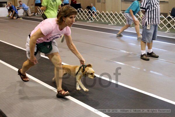 IMG_8321.jpg - Dawg Derby Flyball TournementJuly 10, 2010Classic CenterAthens, Ga